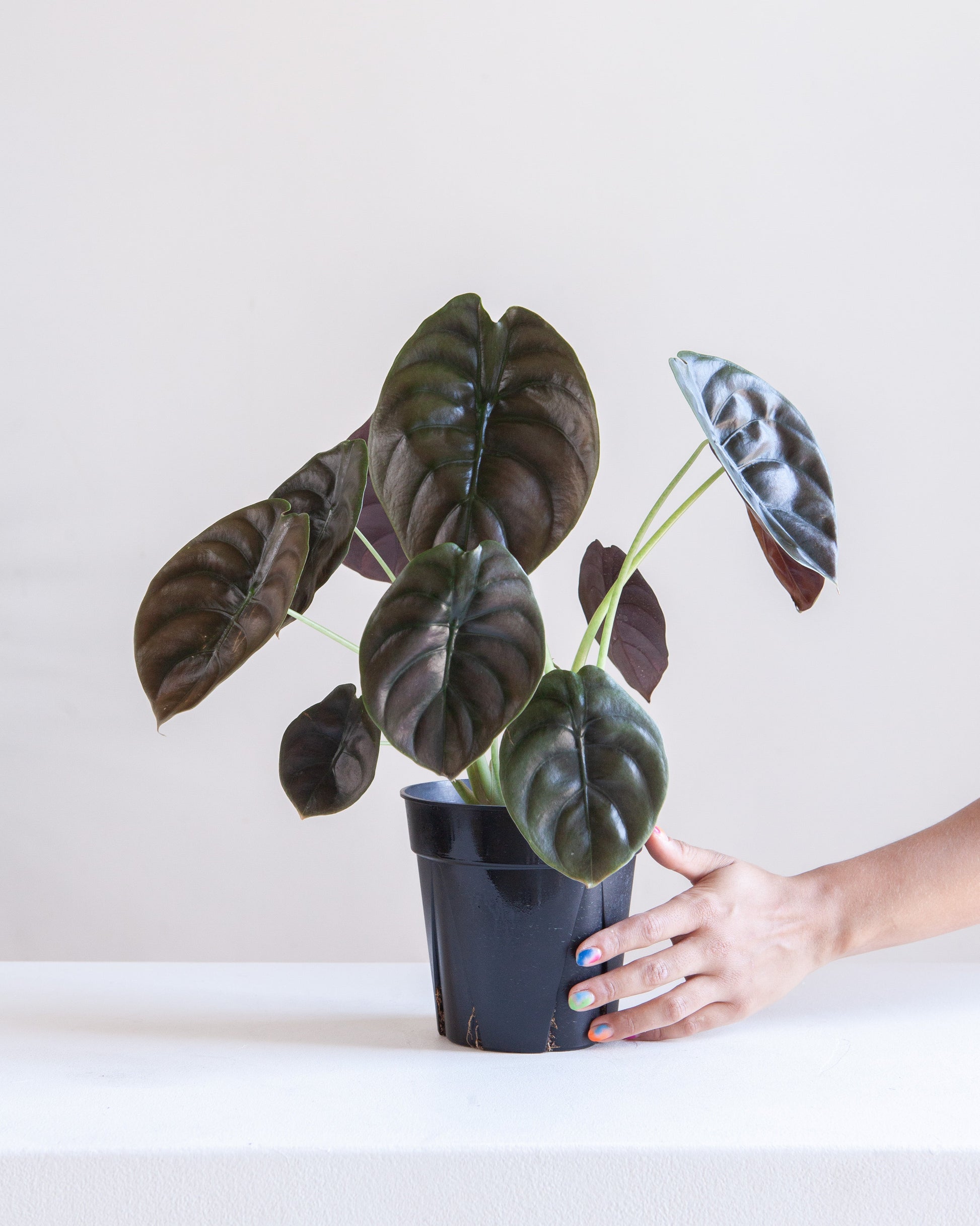 Red Secret Elephant Ear: Alocasia cuprea - 5 inch pot — indoor plant — indoor plant for sale by Promise Supply for delivery and pickup in Toronto.