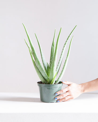 Aloe Vera: Aloe barbadensis - 6 inch pot — indoor plant — indoor plant for sale by Promise Supply for delivery and pickup in Toronto.