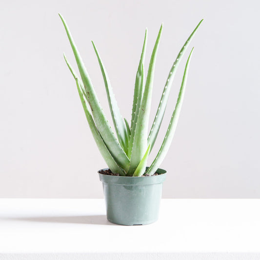 Aloe Vera: Aloe barbadensis - 6 inch pot — indoor plant — indoor plant for sale by Promise Supply for delivery and pickup in Toronto.