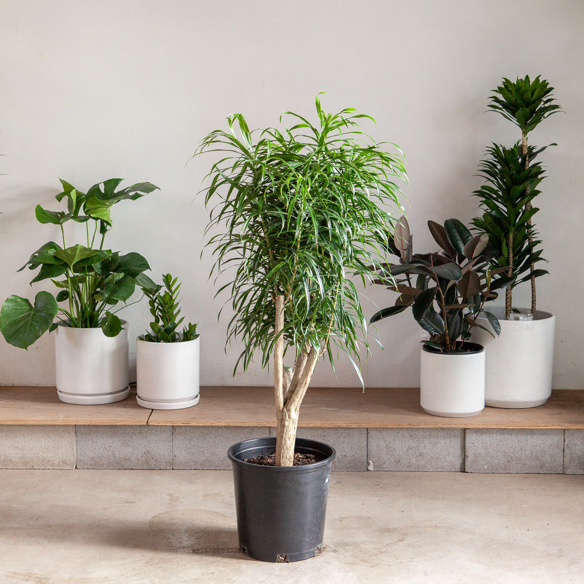 Medusa Candelabra: Dracaena reflexa 'Anita' - 14 inch pot - 5-6 foot tall — indoor plant — indoor plant for sale by Promise Supply for delivery and pickup in Toronto.