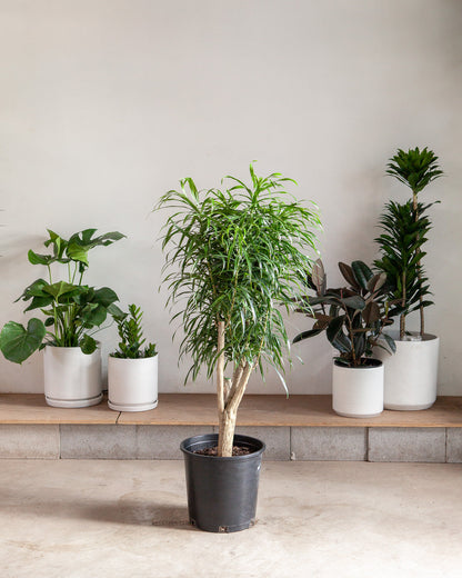 Medusa Candelabra: Dracaena reflexa 'Anita' - 14 inch pot - 5-6 foot tall