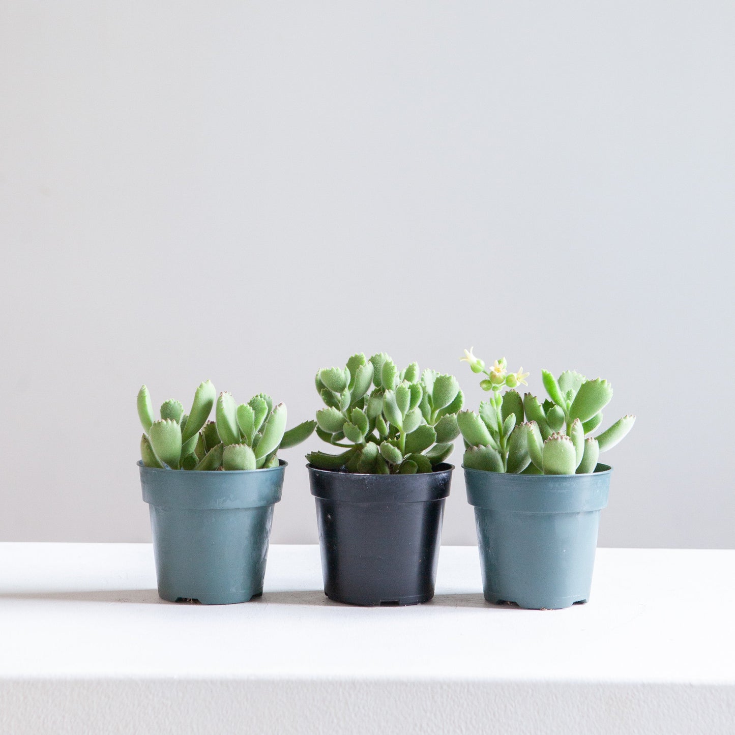 Bear's Paw Succulent: Cotyledon ladismithiensis - 5 inch pot — indoor plant — indoor plant for sale by Promise Supply for delivery and pickup in Toronto.