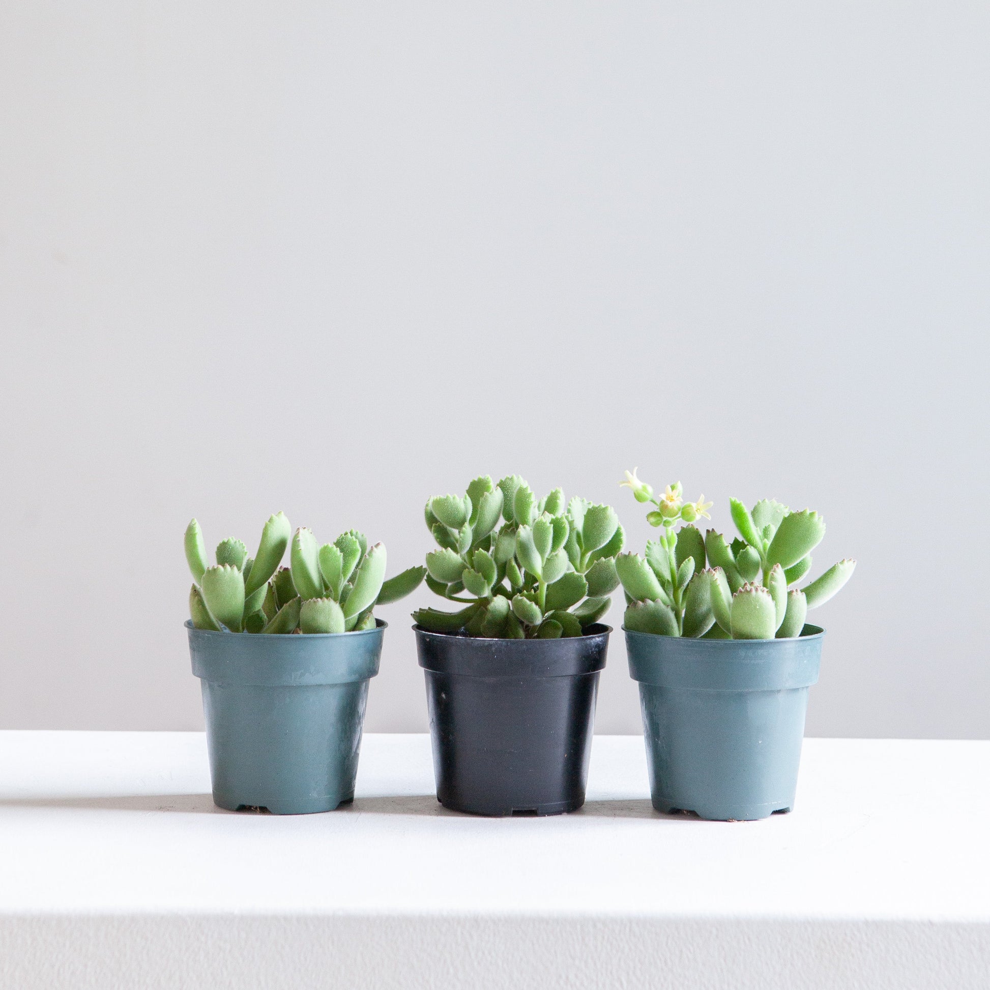 Bear's Paw Succulent: Cotyledon ladismithiensis - 5 inch pot — indoor plant — indoor plant for sale by Promise Supply for delivery and pickup in Toronto.