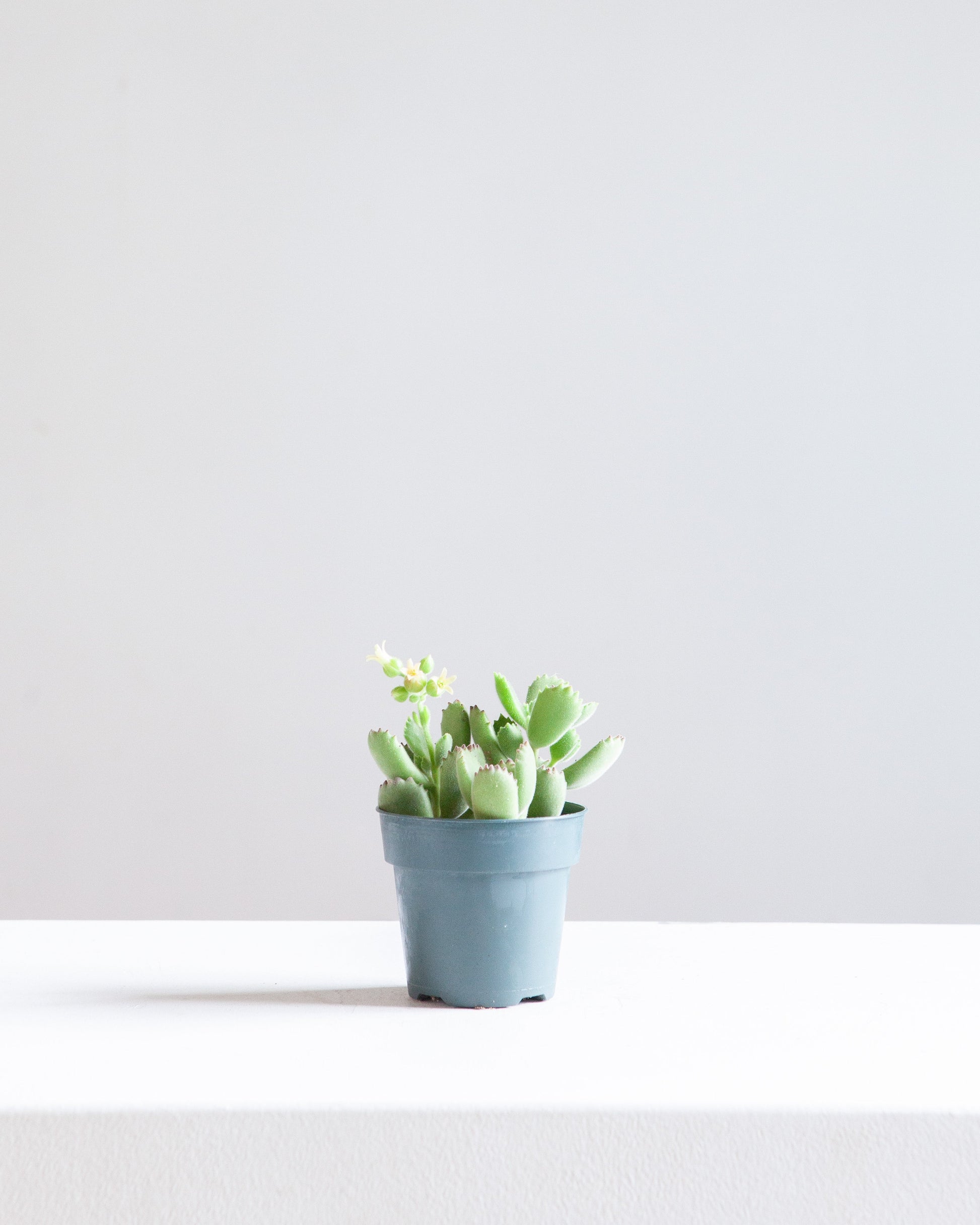 Bear's Paw Succulent: Cotyledon ladismithiensis - 5 inch pot — indoor plant — indoor plant for sale by Promise Supply for delivery and pickup in Toronto.