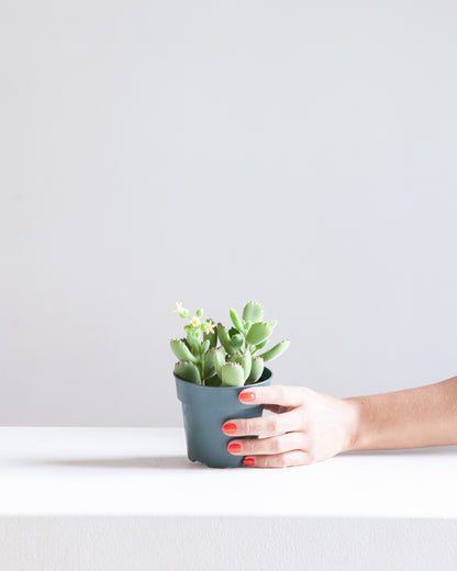 Bear's Paw Succulent: Cotyledon ladismithiensis - 5 inch pot — indoor plant — indoor plant for sale by Promise Supply for delivery and pickup in Toronto.