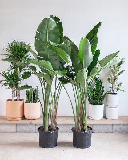 White Bird of Paradise: Strelitzia nicolai - 14 inch pot - 5-8 foot tall