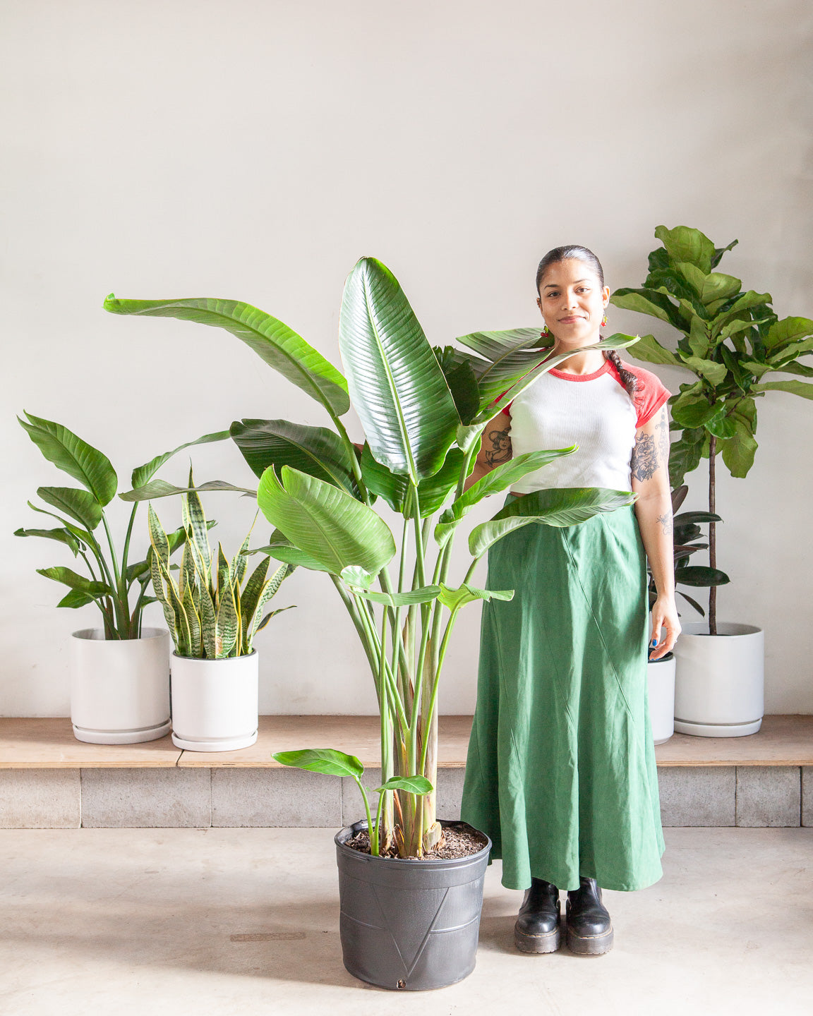 White Bird of Paradise: Strelitzia nicolai - 12 inch pot - 4.5-5 foot tall