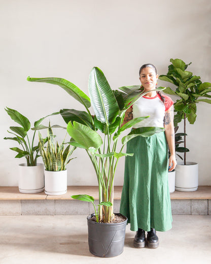 White Bird of Paradise: Strelitzia nicolai - 12 inch pot - 4.5-5 foot tall
