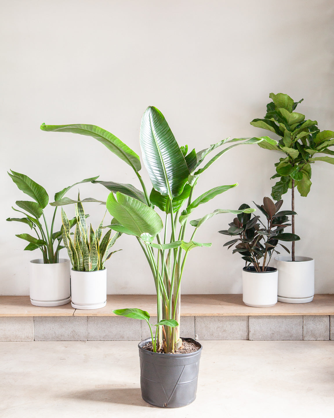 White Bird of Paradise: Strelitzia nicolai - 12 inch pot - 4.5-5 foot tall