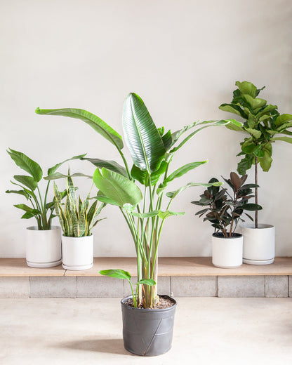 White Bird of Paradise: Strelitzia nicolai - 12 inch pot - 4.5-5 foot tall
