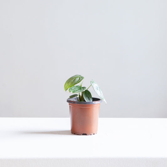 Silver Leaf Philodendron: Philodendron brandtianum - 4 inch pot — indoor plant — indoor plant for sale by Promise Supply for delivery and pickup in Toronto.