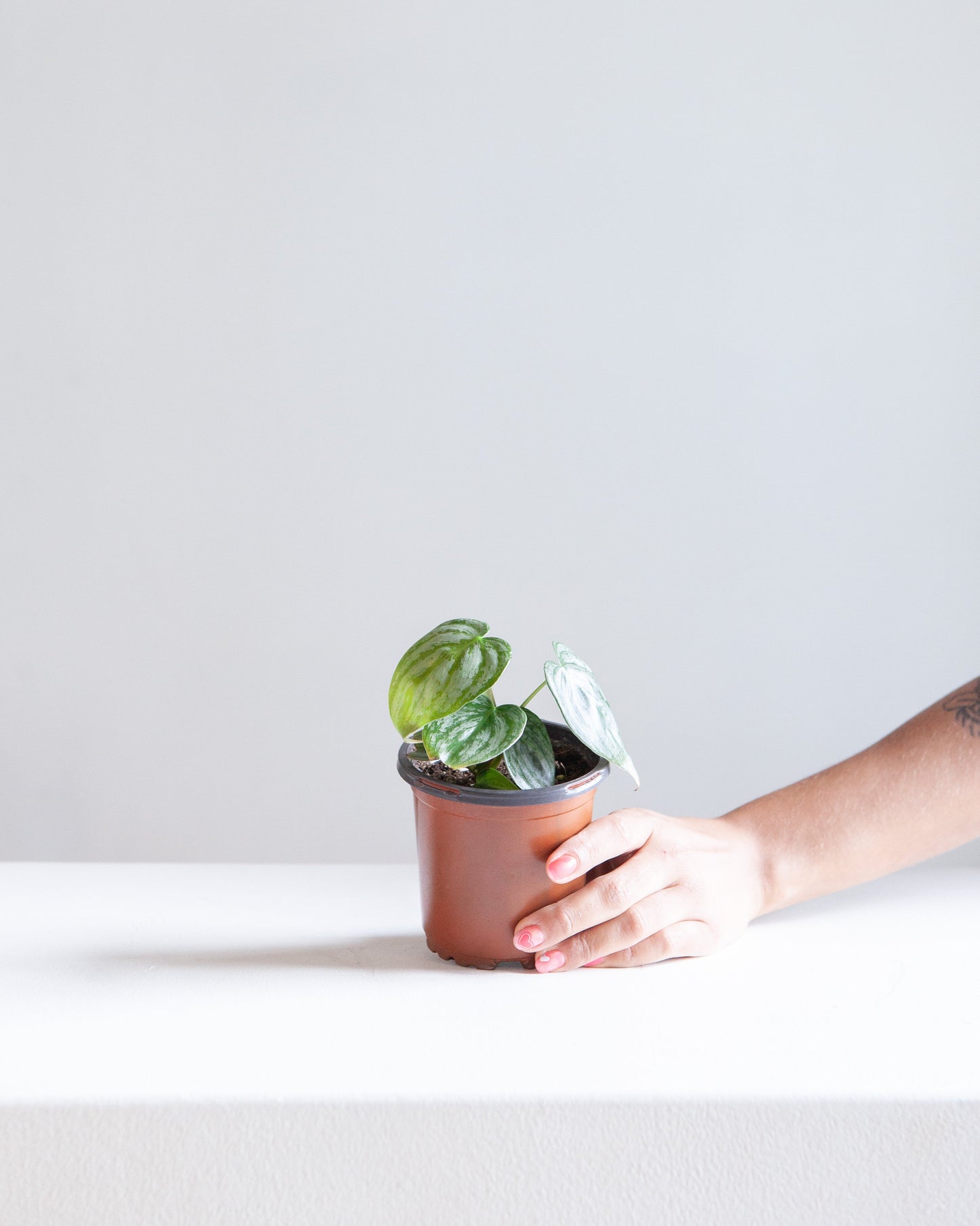 Silver Leaf Philodendron: Philodendron brandtianum - 4 inch pot — indoor plant — indoor plant for sale by Promise Supply for delivery and pickup in Toronto.