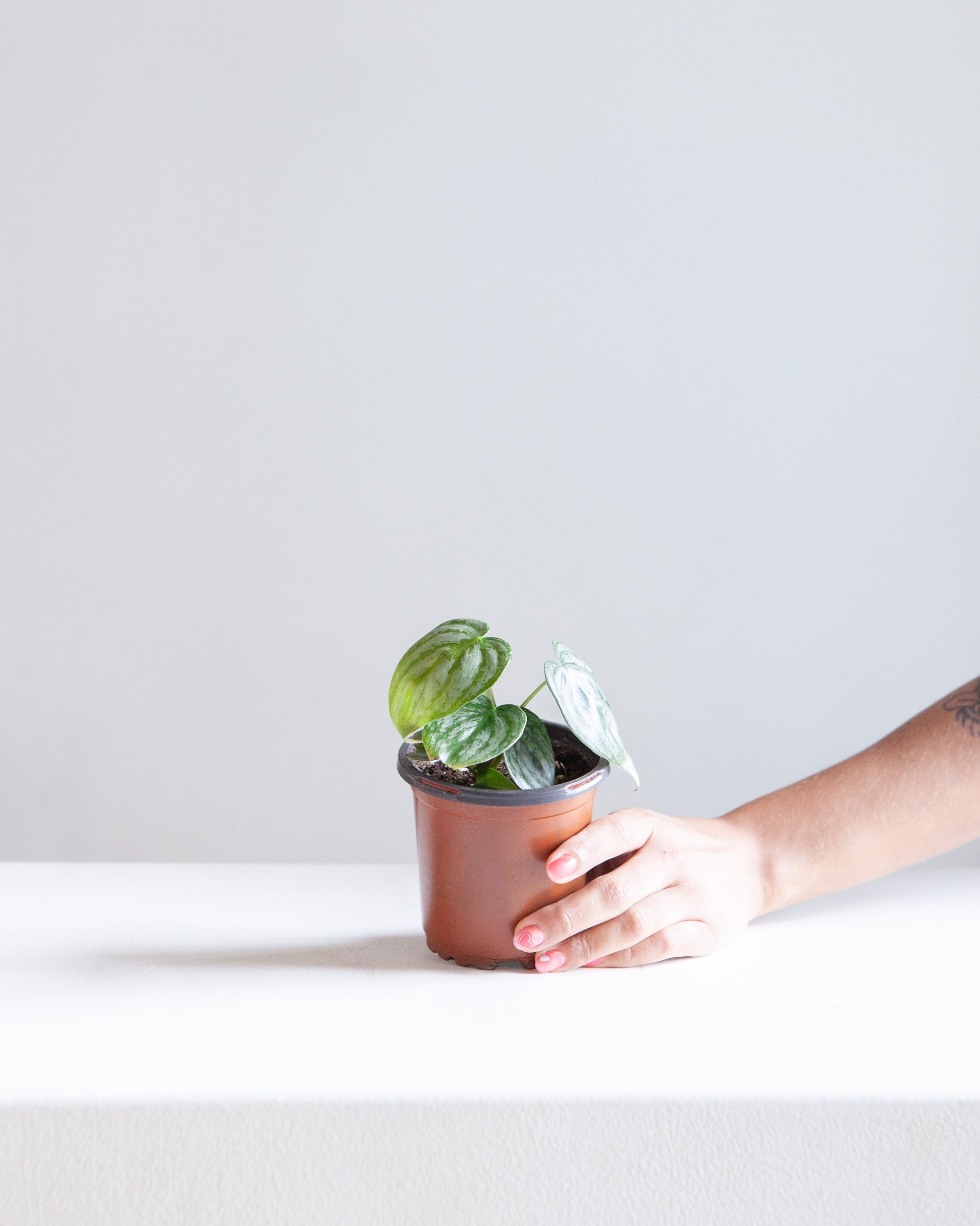 Silver Leaf Philodendron: Philodendron brandtianum - 4 inch pot — indoor plant — indoor plant for sale by Promise Supply for delivery and pickup in Toronto.