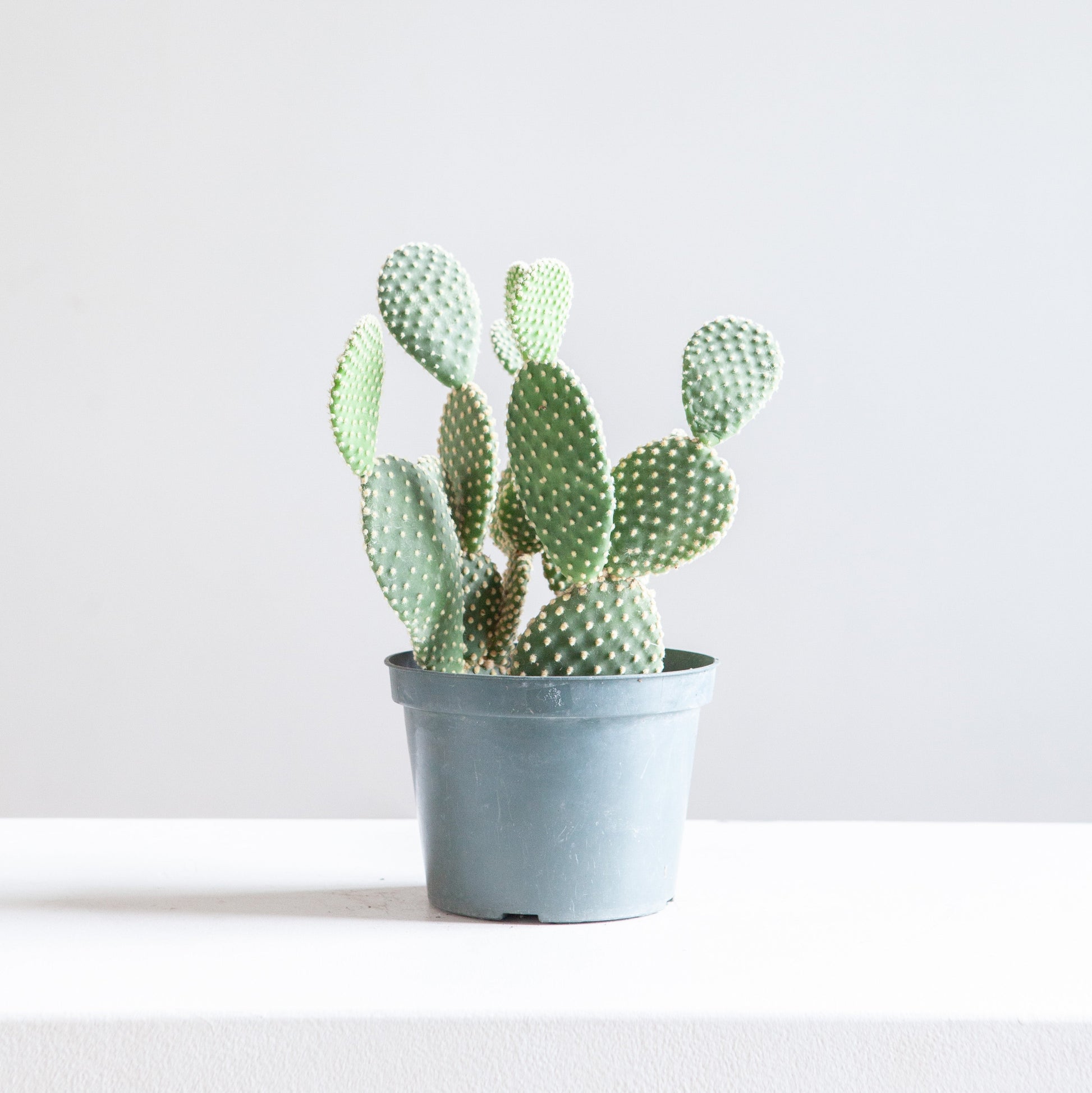 bunny ear cactus vs prickly pear Bunny Ears Cactus: Opuntia - 6" Pot