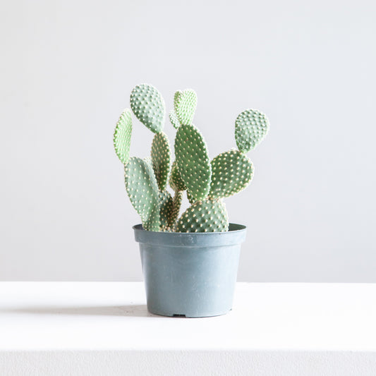 Bunny Ears Cactus: Opuntia microdasys - 6 inch pot
