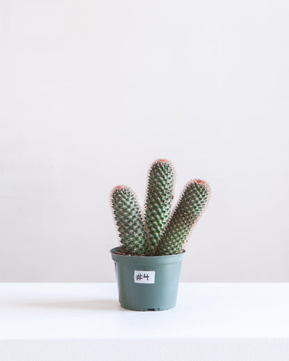 Assorted Cactus: Cactus - 6 inch pot