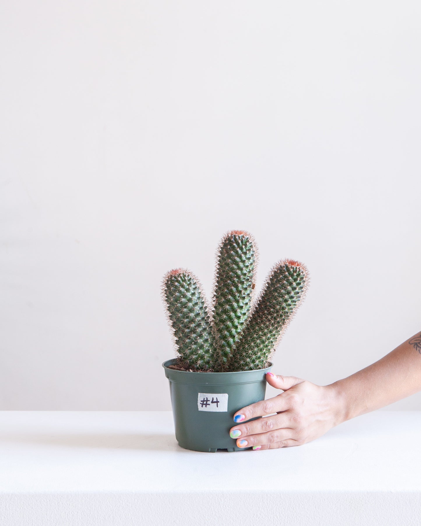 Assorted Cactus: Cactus - 6 inch pot