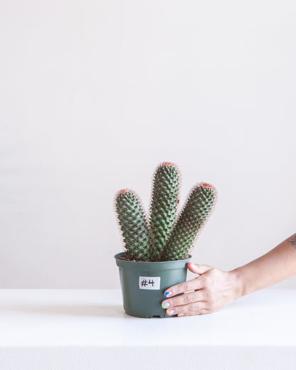 Assorted Cactus: Cactus - 6 inch pot