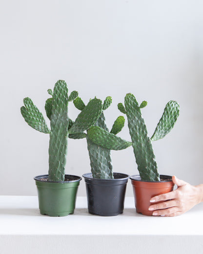 Caribbean Cartoon Tree Cactus: Opuntia consolea falcata - 6 inch pot