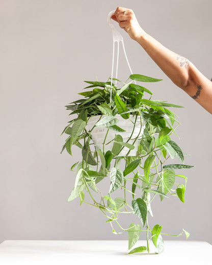 Cebu Blue Pothos: Epipremnum pinnatum - 8 inch hanging basket — plant in pot — indoor plant for sale by Promise Supply for delivery and pickup in Toronto.