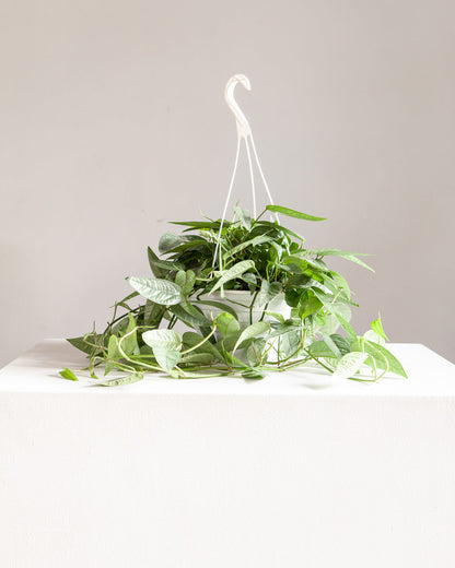 Cebu Blue Pothos: Epipremnum pinnatum - 8 inch hanging basket — plant in pot — indoor plant for sale by Promise Supply for delivery and pickup in Toronto.