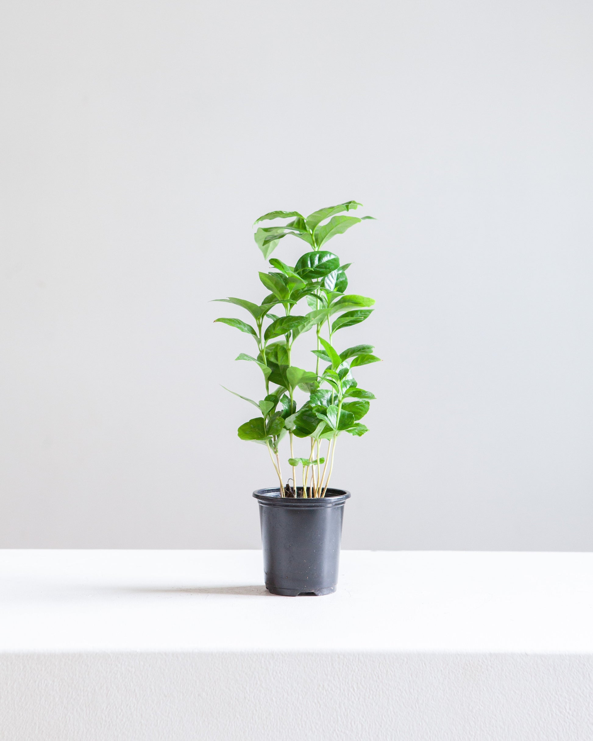 Coffee Plant: Coffee arabica - 4 inch pot — indoor plant — indoor plant for sale by Promise Supply for delivery and pickup in Toronto.