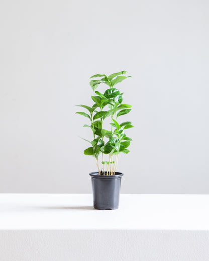 Coffee Plant: Coffee arabica - 4 inch pot — indoor plant — indoor plant for sale by Promise Supply for delivery and pickup in Toronto.