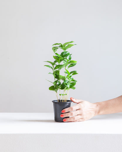 Coffee Plant: Coffee arabica - 4 inch pot — indoor plant — indoor plant for sale by Promise Supply for delivery and pickup in Toronto.