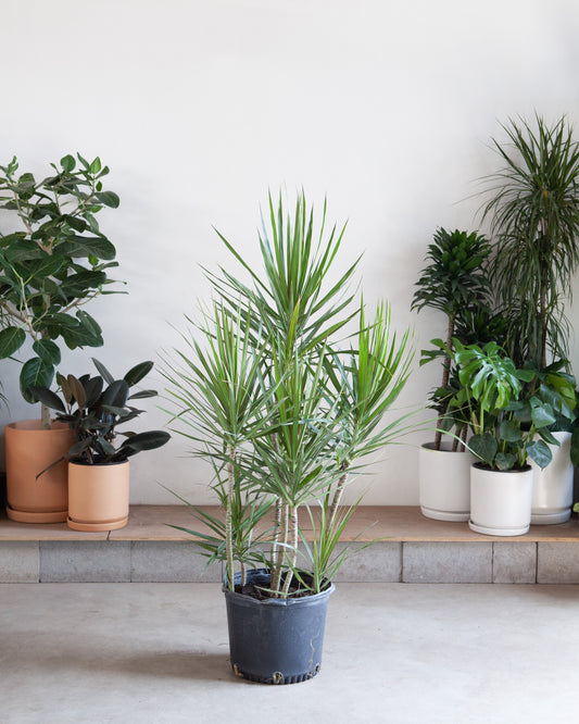 Staggered Dragon Tree: Dracaena marginata - 14 inch pot - 5.5-6 foot tall