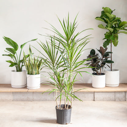 Staggered Dragon Tree: Dracaena marginata - 10 inch pot - 4-5 foot tall