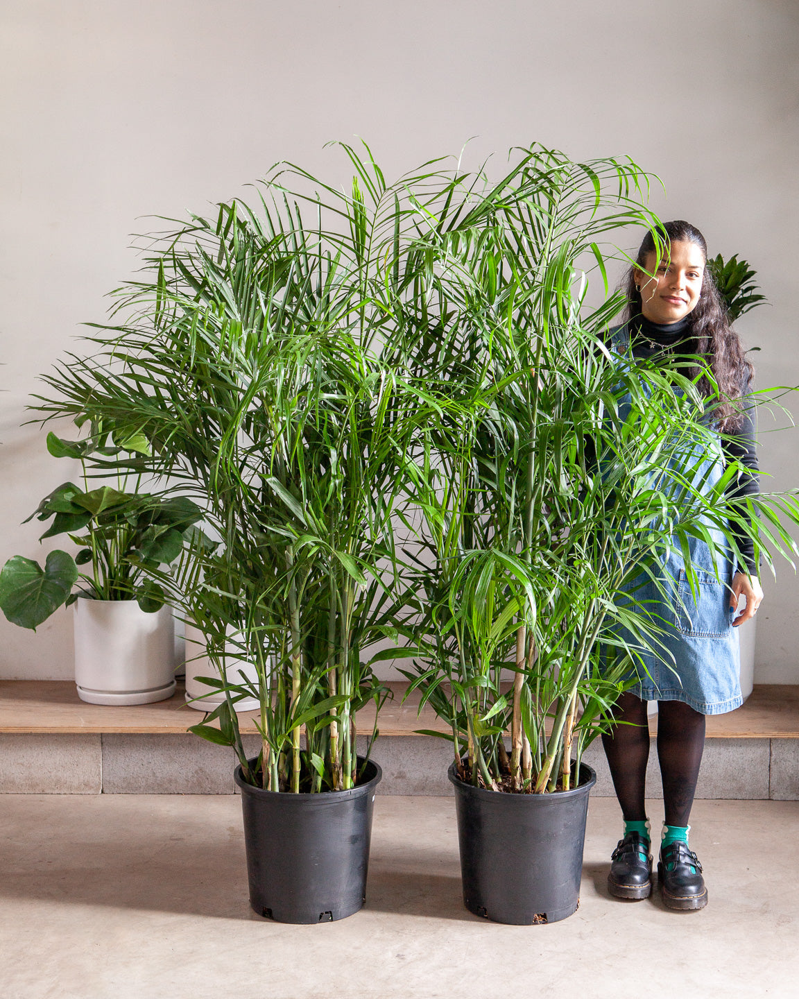 Bamboo Palm: Chamaedorea seifrizii - 14 inch pot - 6 foot tall