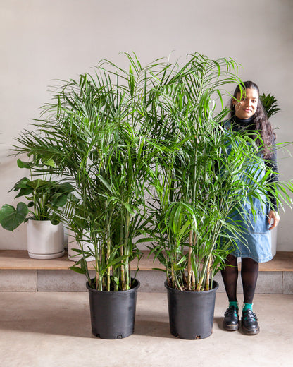 Bamboo Palm: Chamaedorea seifrizii - 14 inch pot - 6 foot tall