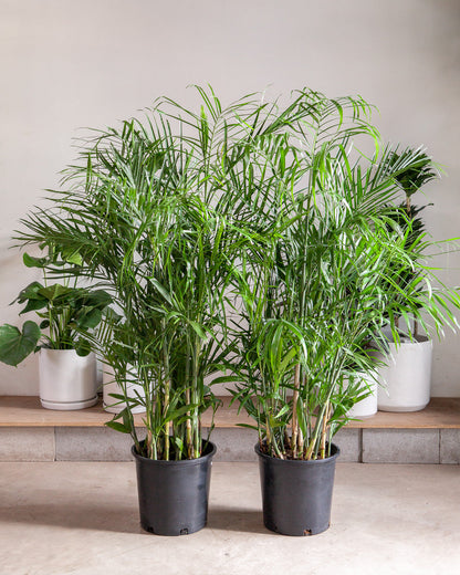 Bamboo Palm: Chamaedorea seifrizii - 14 inch pot - 6 foot tall