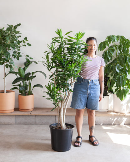 Pleomele: Dracaena reflexa - 14 inch pot - 5-6 foot tall
