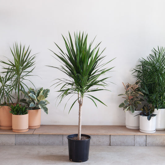 Tarzan Dragon Tree: Dracaena marginata - 14 inch pot - 5-5.5 foot tall