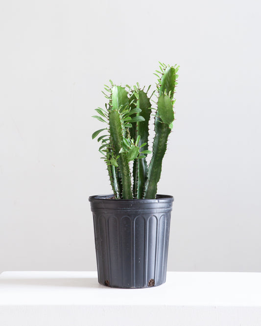 African Milk Tree Cactus: Euphorbia trigona - 10 inch pot - 2-3 foot tall