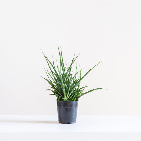 Fernwood Punk Snake Plant: Sansevieria bacularis - 5 inch pot