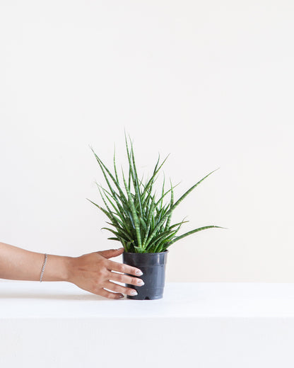 Fernwood Punk Snake Plant: Sansevieria bacularis - 5 inch pot