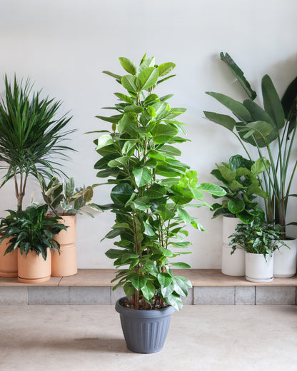 Yellow Gem Fig Column: Ficus altissima - 14 inch pot — indoor plant — indoor plant for sale by Promise Supply for delivery and pickup in Toronto.