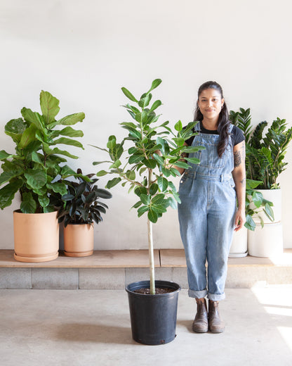 Ficus Audrey: Ficus benghalensis - 14 inch pot - 5-8 foot tall