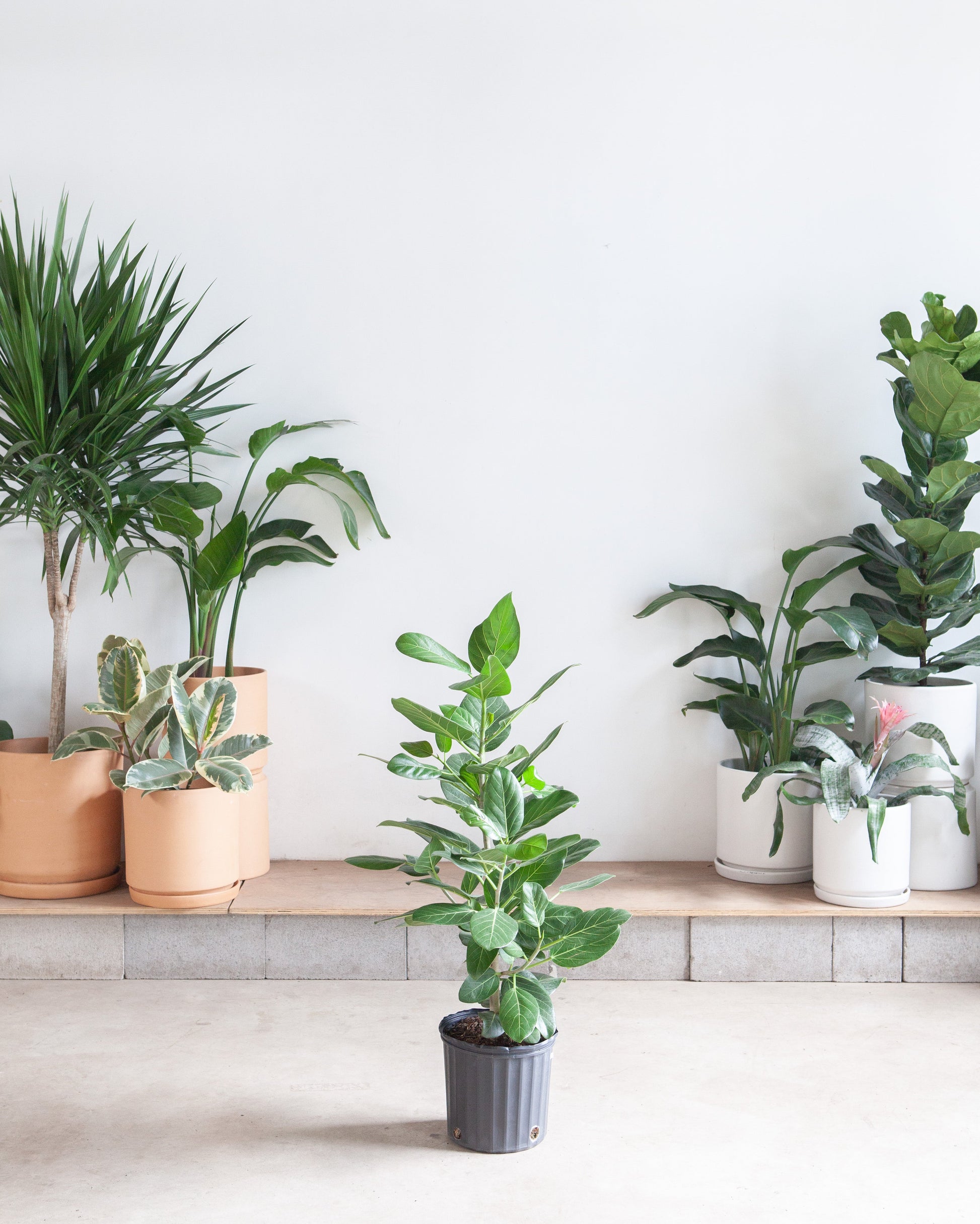 Ficus Audrey Column: Ficus benghalensis - 10 inch pot - 4 foot tall — indoor plant — indoor plant for sale by Promise Supply for delivery and pickup in Toronto.