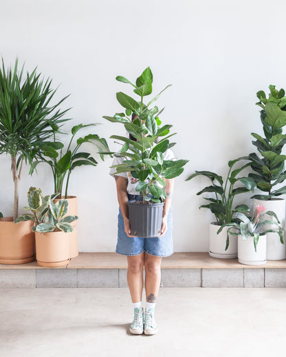 Ficus Audrey Column: Ficus benghalensis - 10 inch pot - 4 foot tall — indoor plant — indoor plant for sale by Promise Supply for delivery and pickup in Toronto.