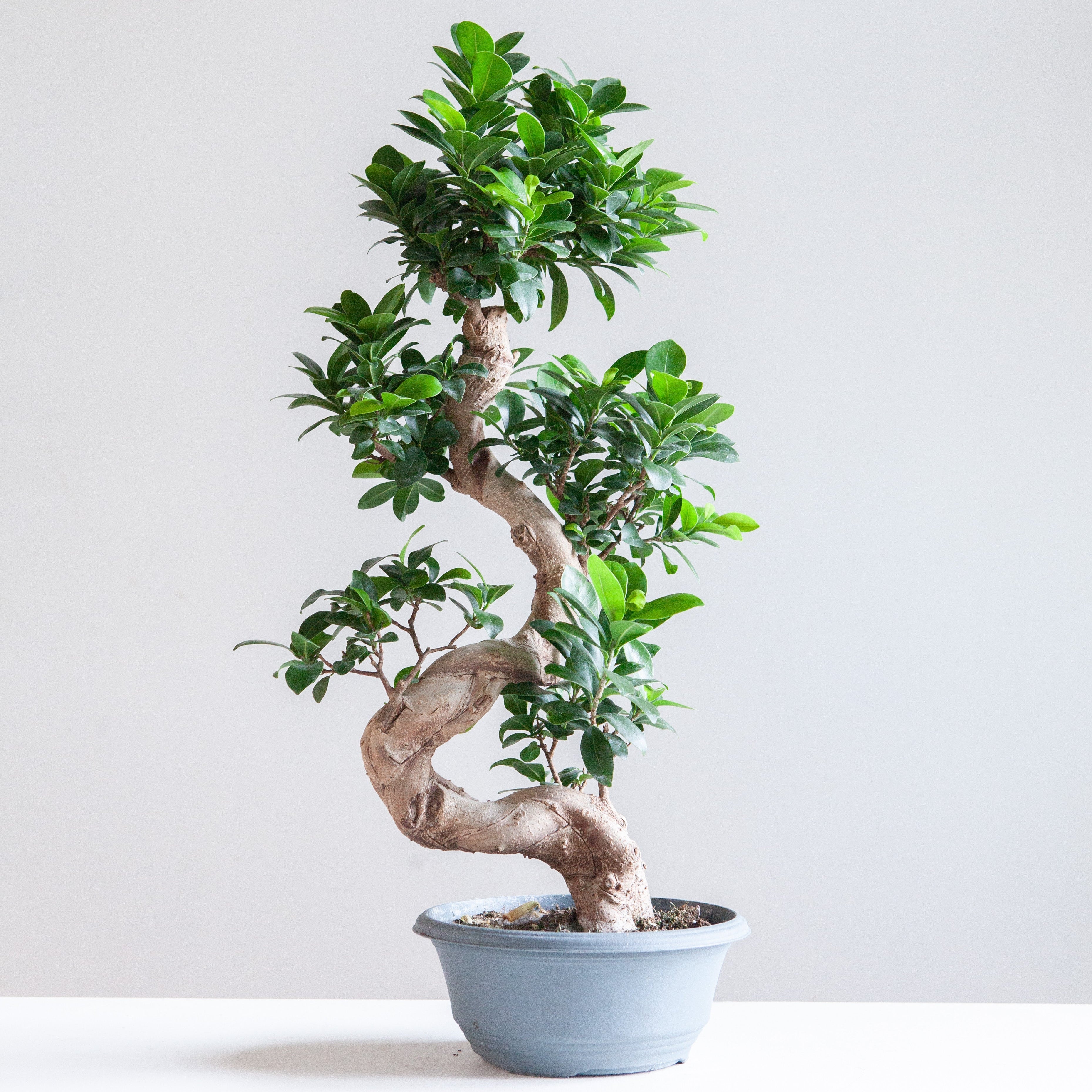 S Shape Ficus Ginseng Bonsai - 8