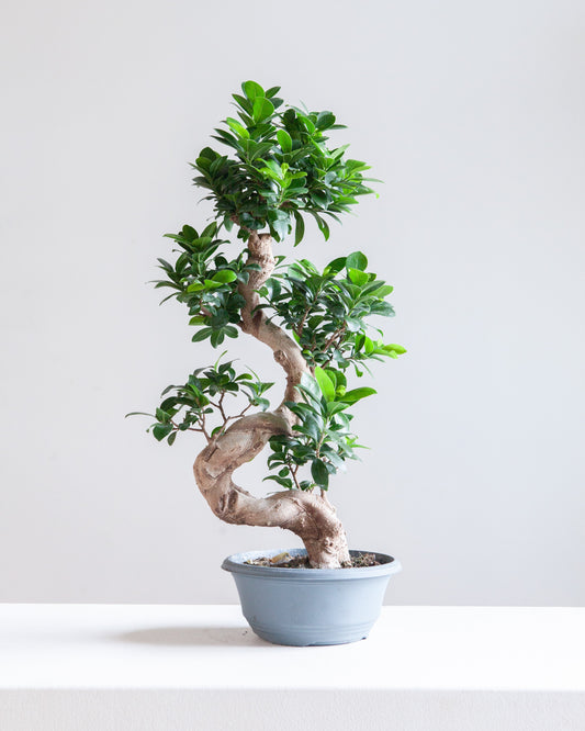 S Shape Ginseng Bonsai: Ficus retusa - 8 inch pot - 2 foot tall