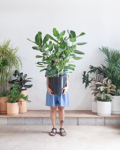 Ficus Audrey Bush: Ficus benghalensis - 14 inch pot - 3-5 foot tall — indoor plant — indoor plant for sale by Promise Supply for delivery and pickup in Toronto.
