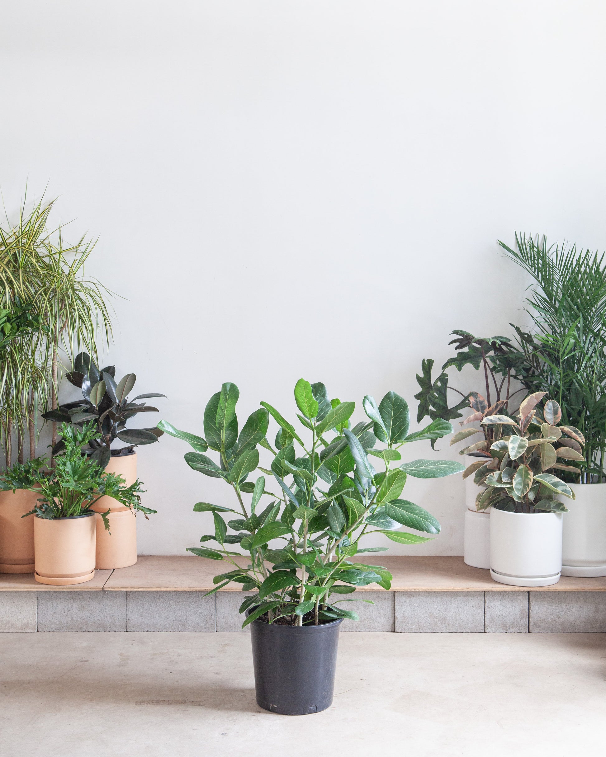 ficus elastica audrey Audrey Ficus Benghalensis Bush - 14" Pot