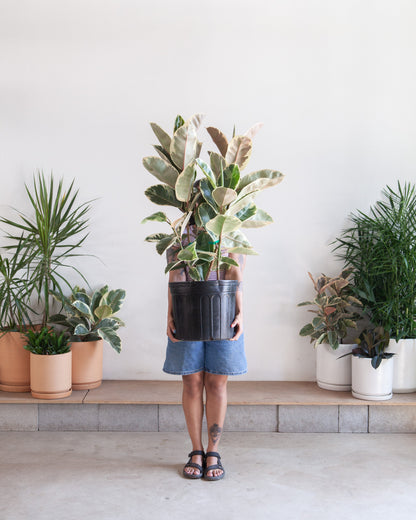 Tineke Rubber Bush: Ficus elastica - 14 inch pot - 3-6 foot tall