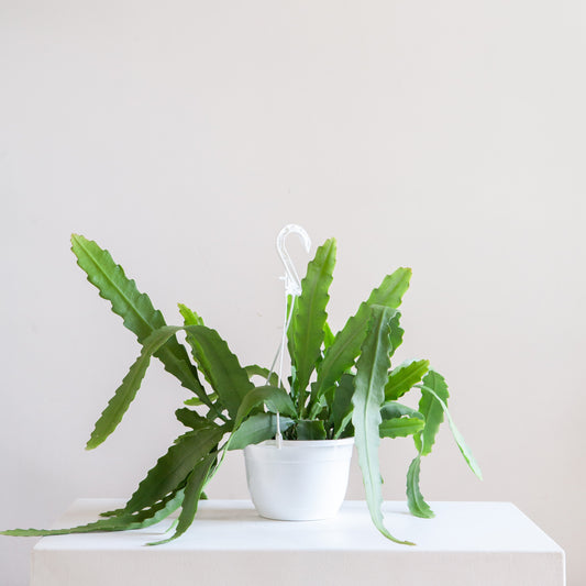Orchid Cactus: Disocactus ackermannii - 8 inch hanging basket — indoor plant — indoor plant for sale by Promise Supply for delivery and pickup in Toronto.