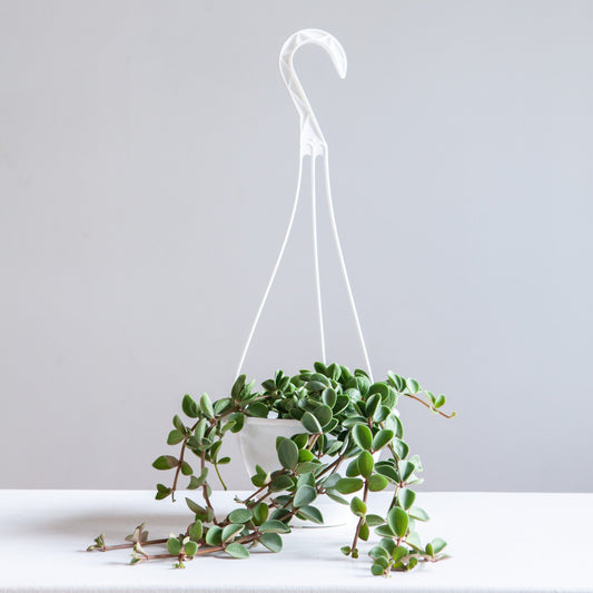 Peperomia Hope: Peperomia perciliata - 8 inch hanging basket
