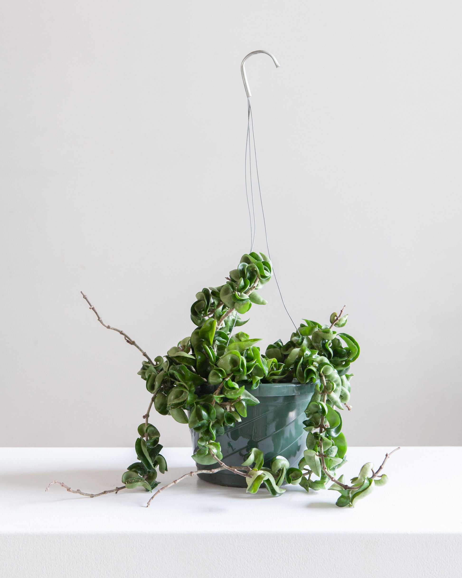 Hindu Rope: Hoya carnosa 'Compacta' - 10 inch hanging basket — indoor plant — indoor plant for sale by Promise Supply for delivery and pickup in Toronto.
